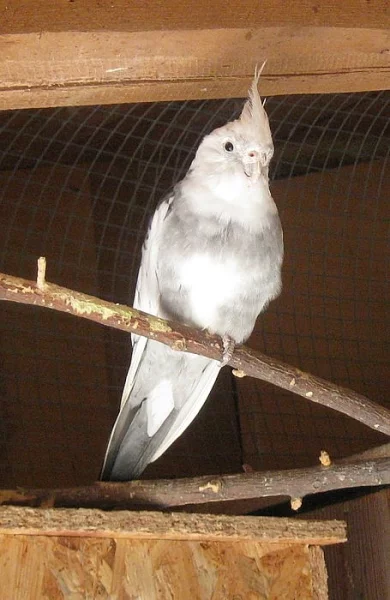 Alexandr Čínský 1.1 ,korela bělohlava 1.0